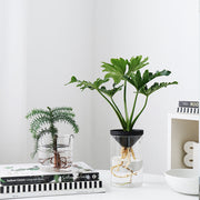 Cultivate Water Plants To Purify The Air Office Desktop Potted Plants